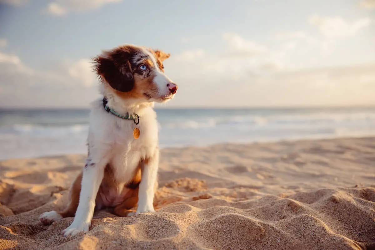 SH_pastore_australiano_cane_spiaggia.jpg