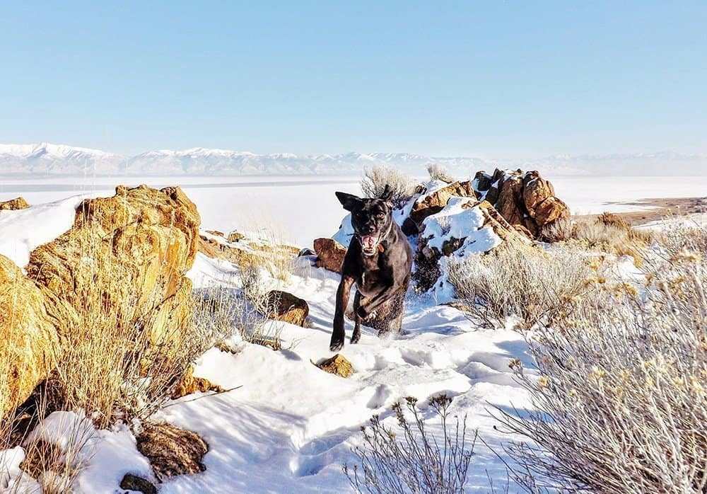 Canva – Black Dog Running on Snow Covered Field