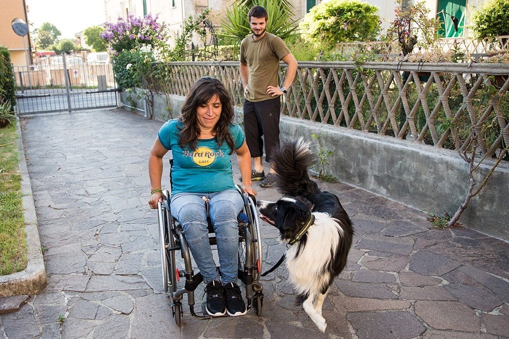 assistance dog assistance dog
