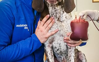 otto con la sua sacchetta di sangue donato