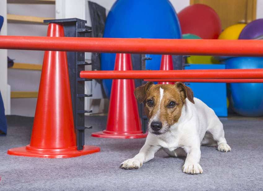 mobility dog